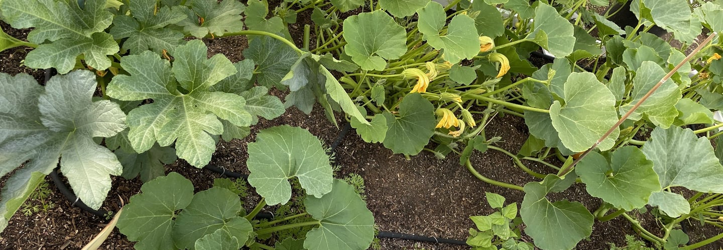 Squash varieties in raised vegetable garden bed.
