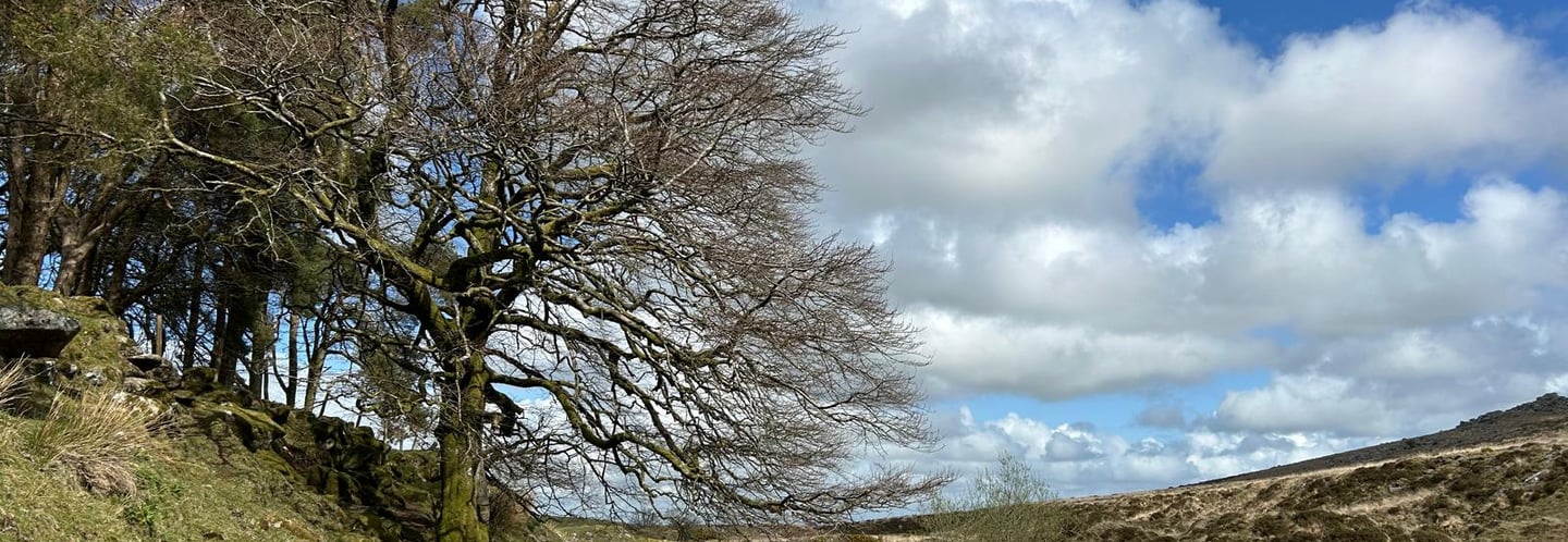 Tree on Dartmoor hash trail