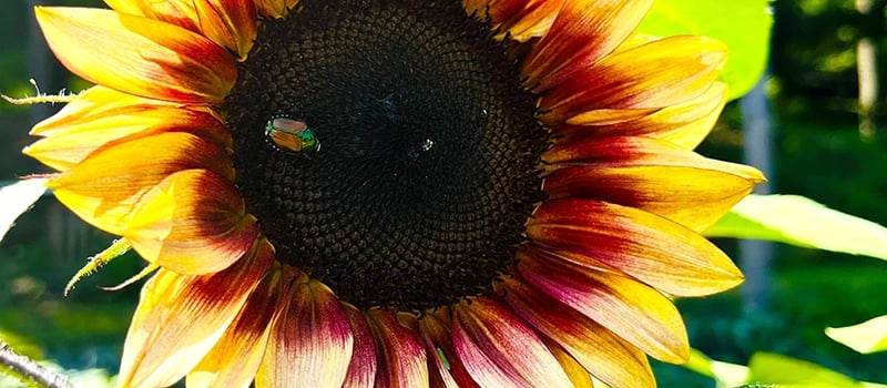 Macro photo of a vibrant sun lit sunflower