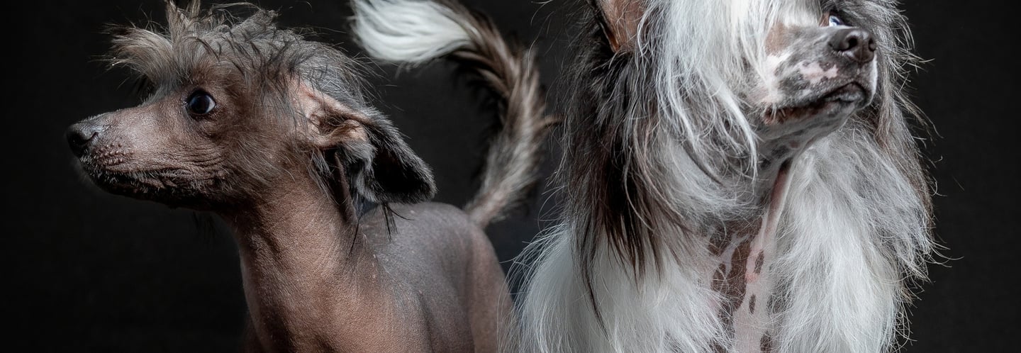 Grakštuolė veislynas