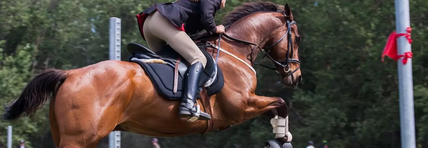 Medicina equina premium em Brasília para cavalos de alta performance