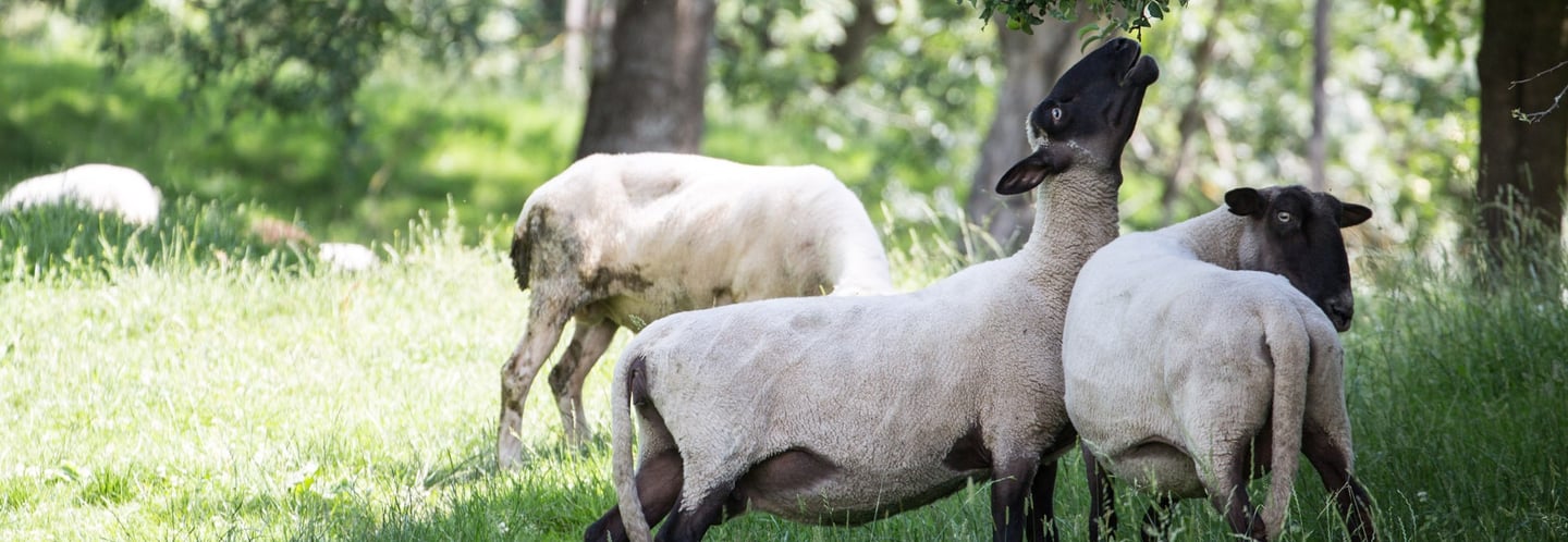 Am Kölblhof sind die Schafe zum Mähen des großen Obstgartens im Einsatz