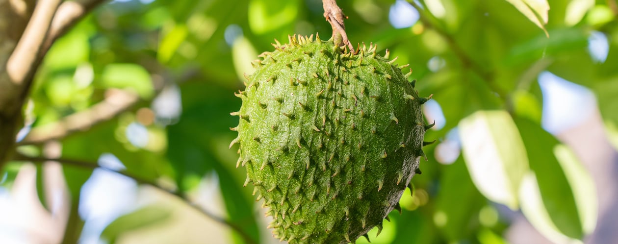a fruit tree with a fruit on it