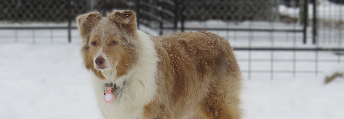 Dog at boarding near Port Perry