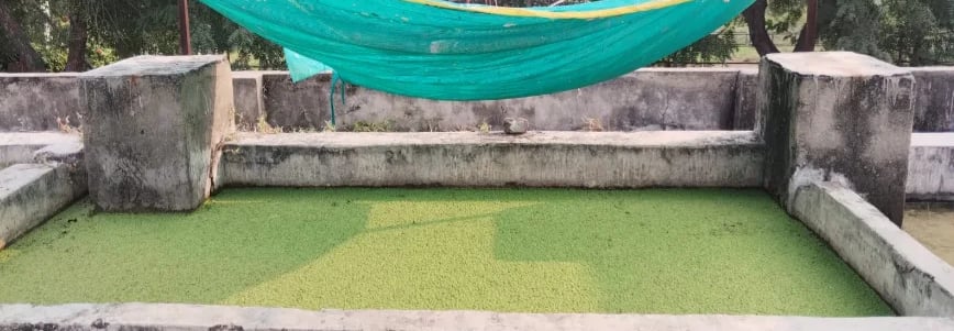 Azolla cultivation grow kit Animall Cow cattle Feed Rajasthan Farmers Bihar India