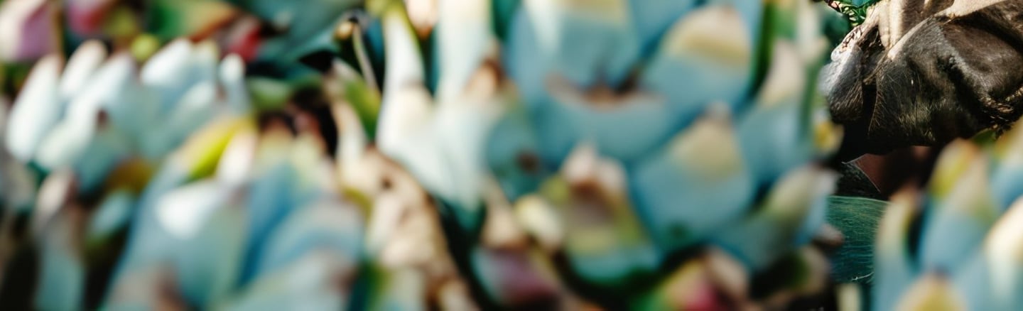Hombre con sombrero en los cultivos de mezcal de Lu Mezcal