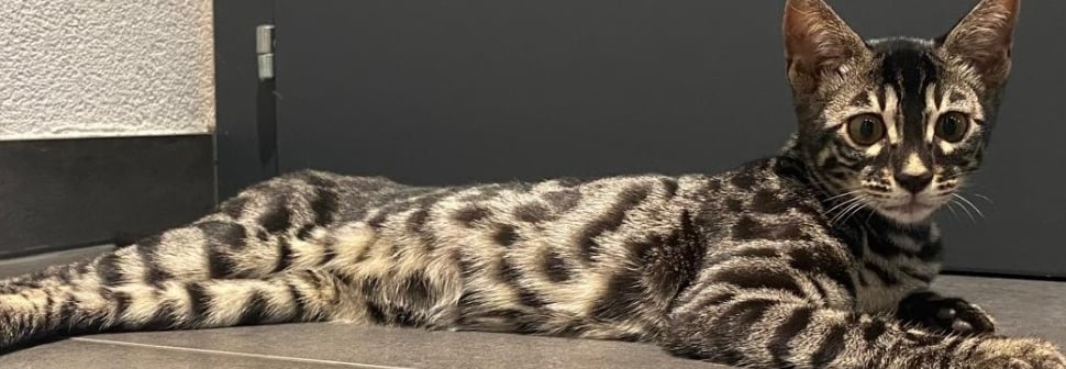 Chat Bengal silver charcoal tabby allongée sur toute sa longueur – élevage Cocoro