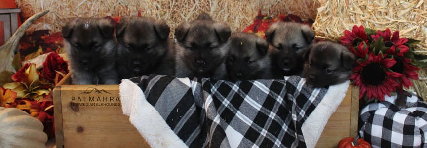 Litter of Norwegian Elkhound puppies