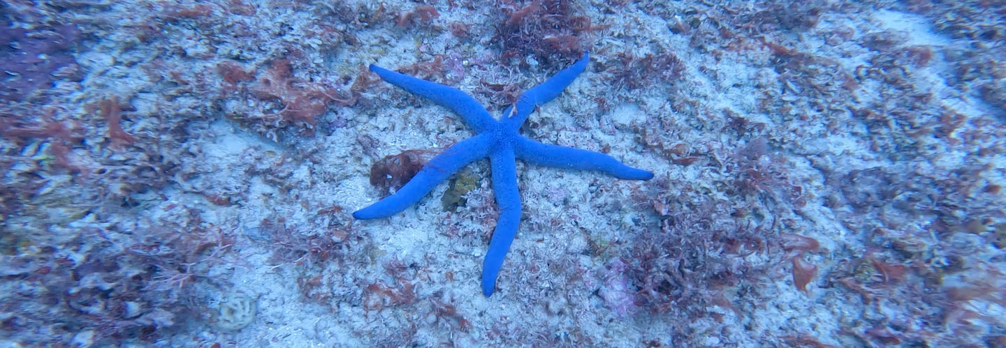 a blue starfish starfish in the ocean