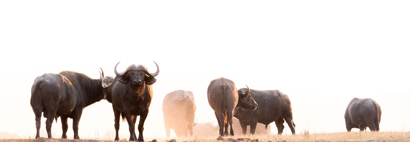 a herd of Buffalo grazing on an open savannah