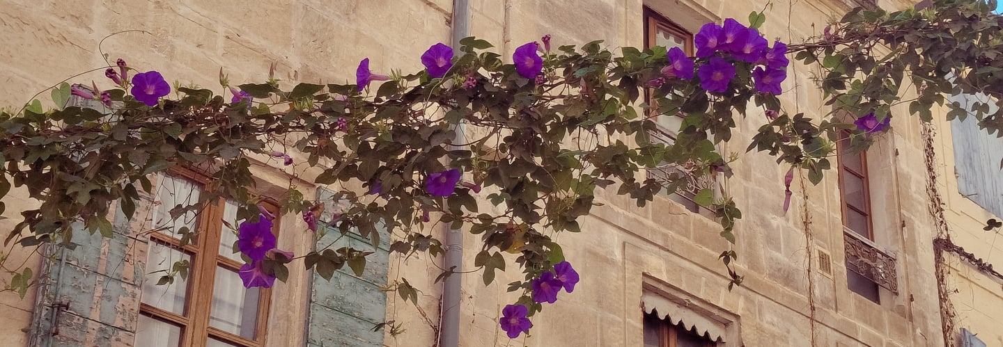 composizione floreale di gelsomini appesa tra le palazzine di un piccolo paese antico,
