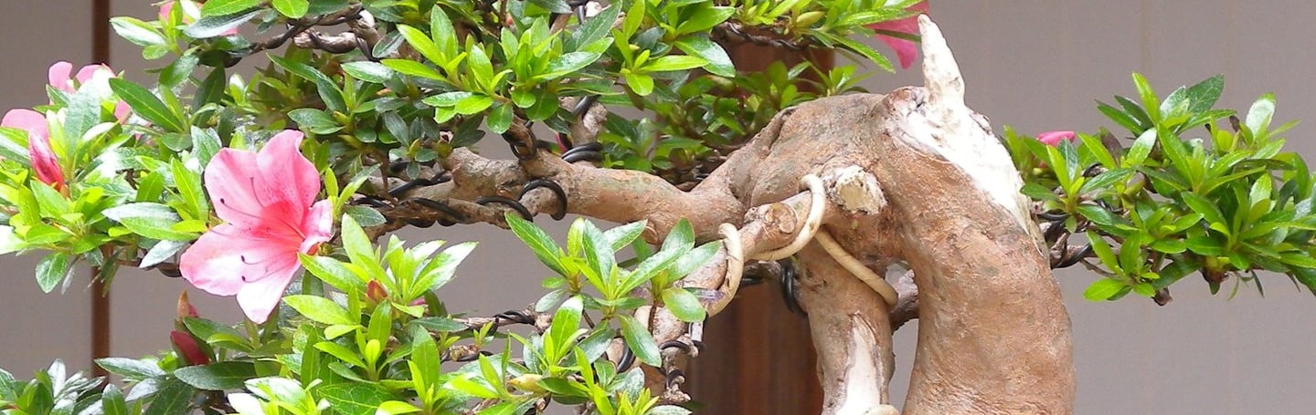 satsuki azalea bonsai 