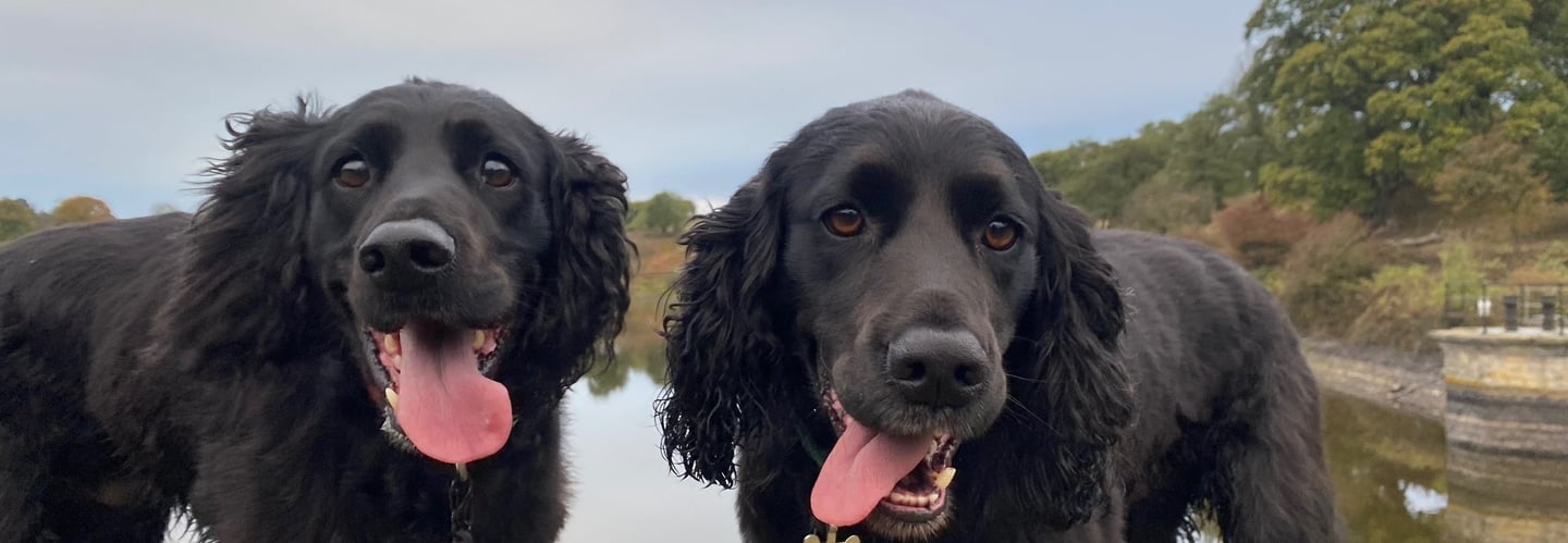 2 dog on a dog walk in harrogate with a dog walker in harrogate