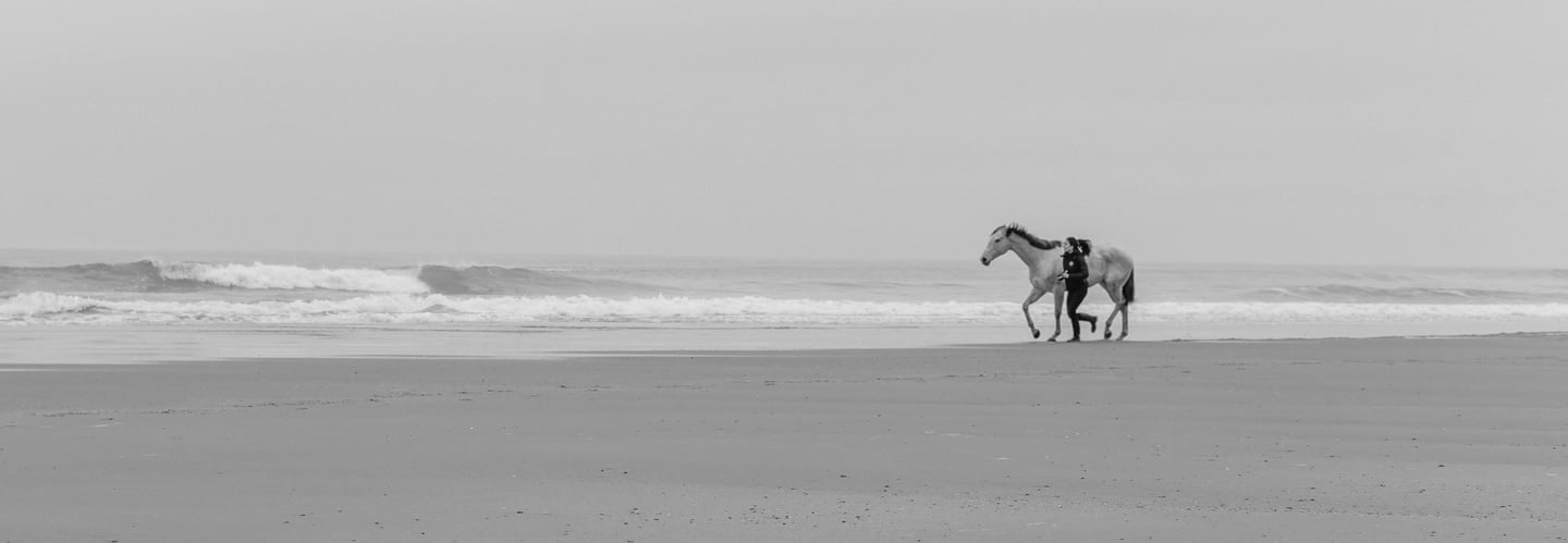 cheval en liberté à la plage