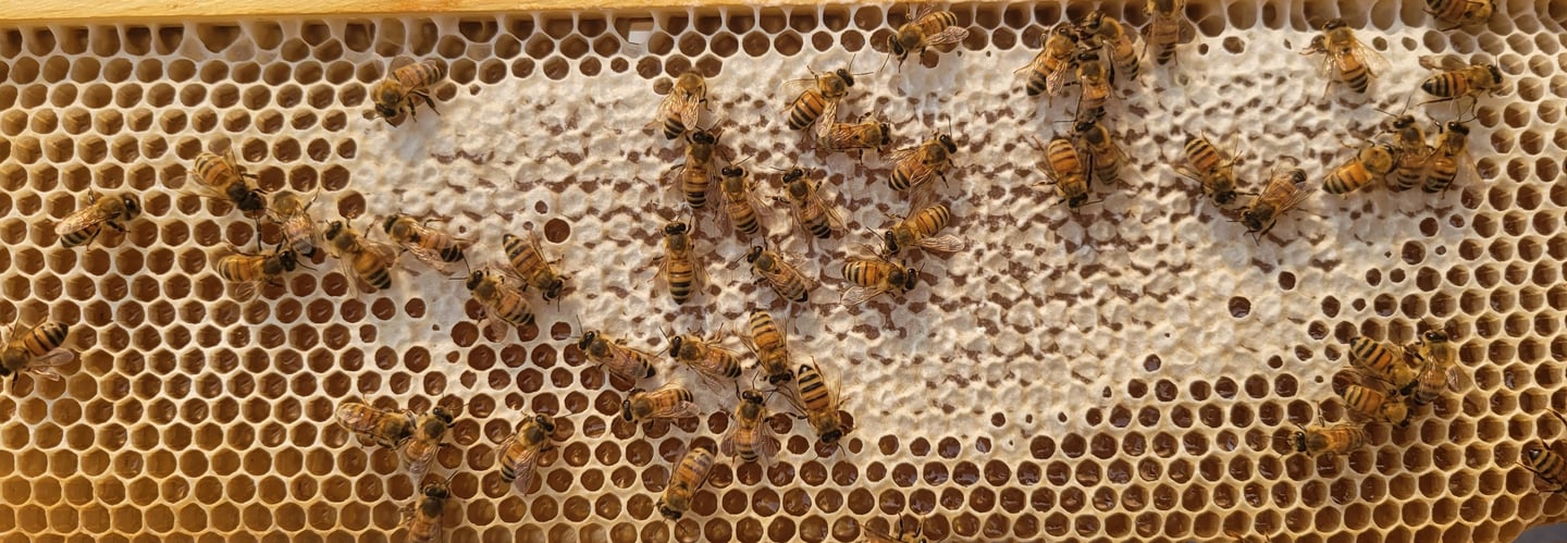 Honey Frame