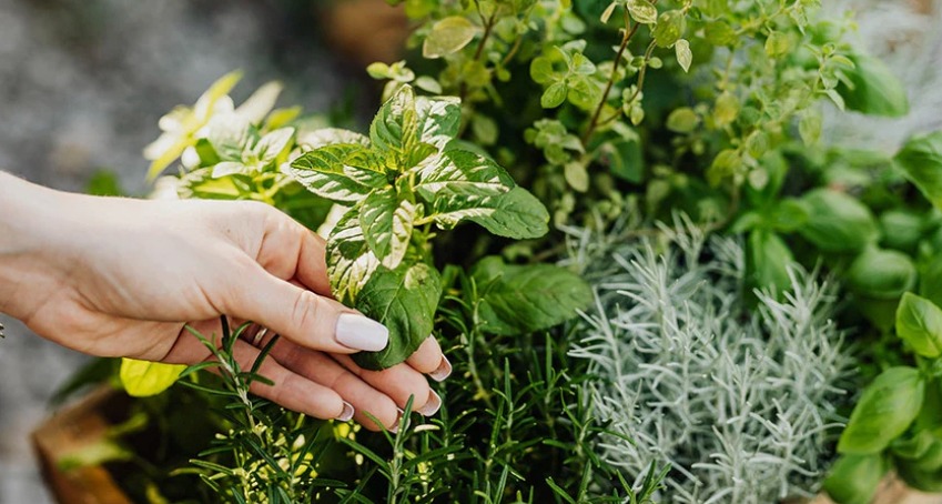 a person holding a bunch of herbs for Habu secrets cream