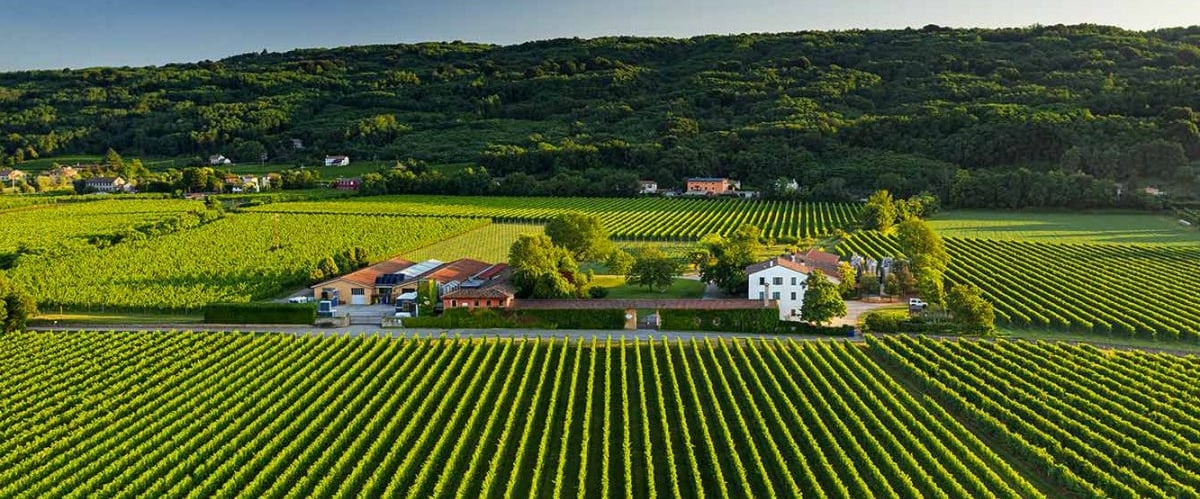 vigneti montello