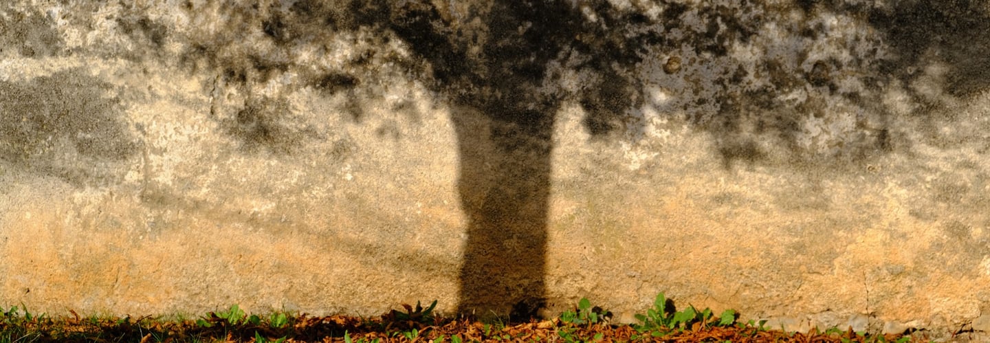 la sombra de un árbol en una pared un día soleado en un parque