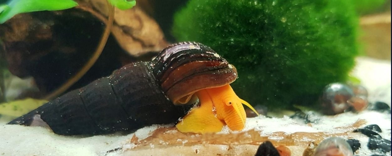 Exotic orange rabbit snail raised in high-mineral environment for shell health and high color