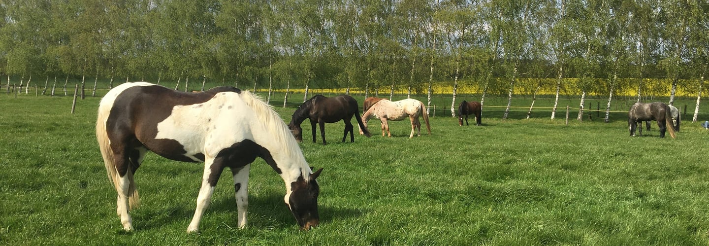 A herd of horses grazes in a lush green meadow near a line of birch trees under a blue sky.