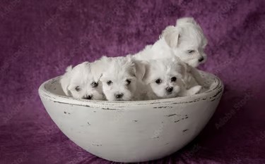 White Maltese Puppies in a white Bowl on purple background
