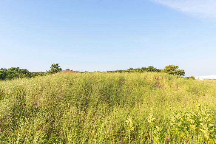 long grasses for grazing