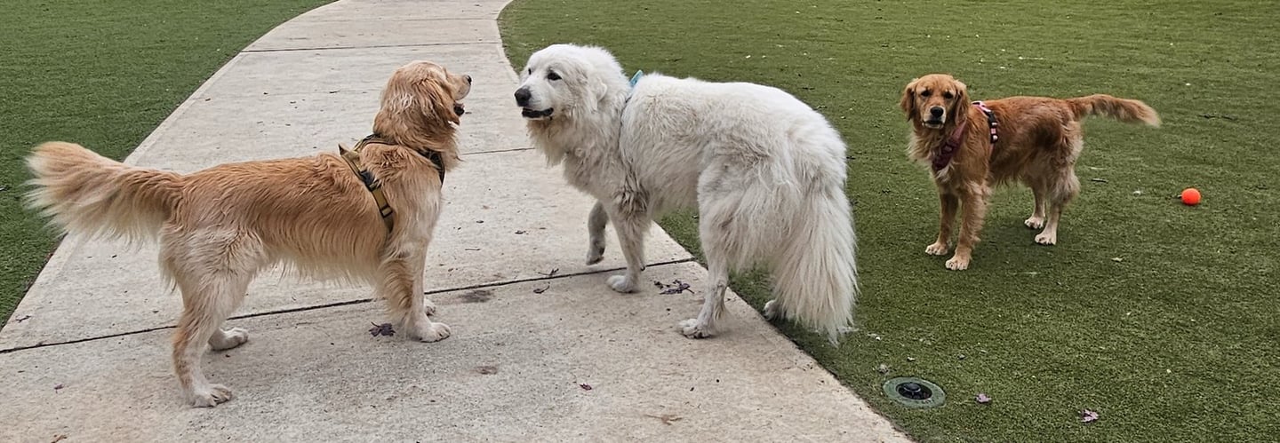 dog walking in off leash area at a dog park