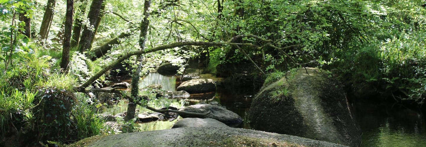 Foret nature énergie 