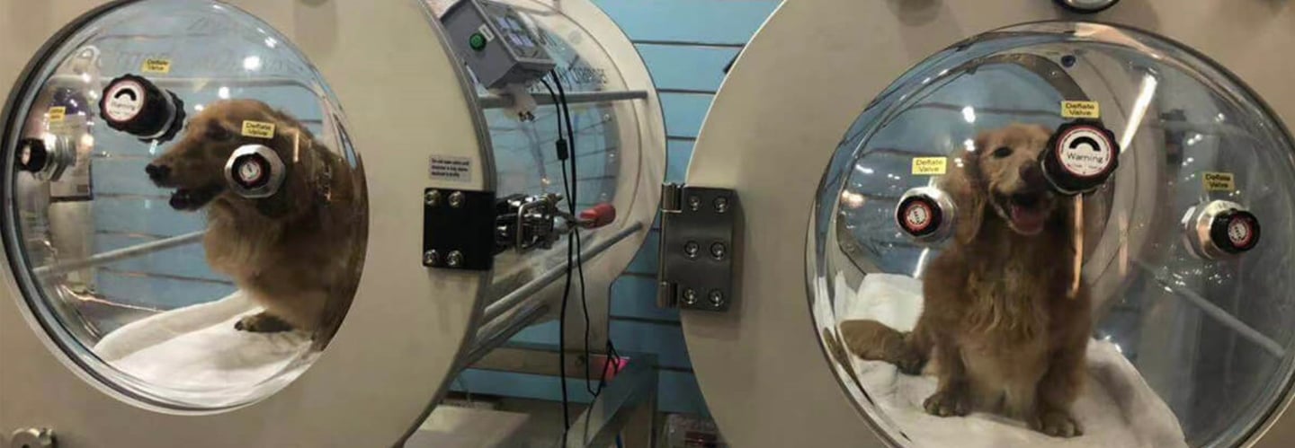 Perro en cámara hiperbárica
