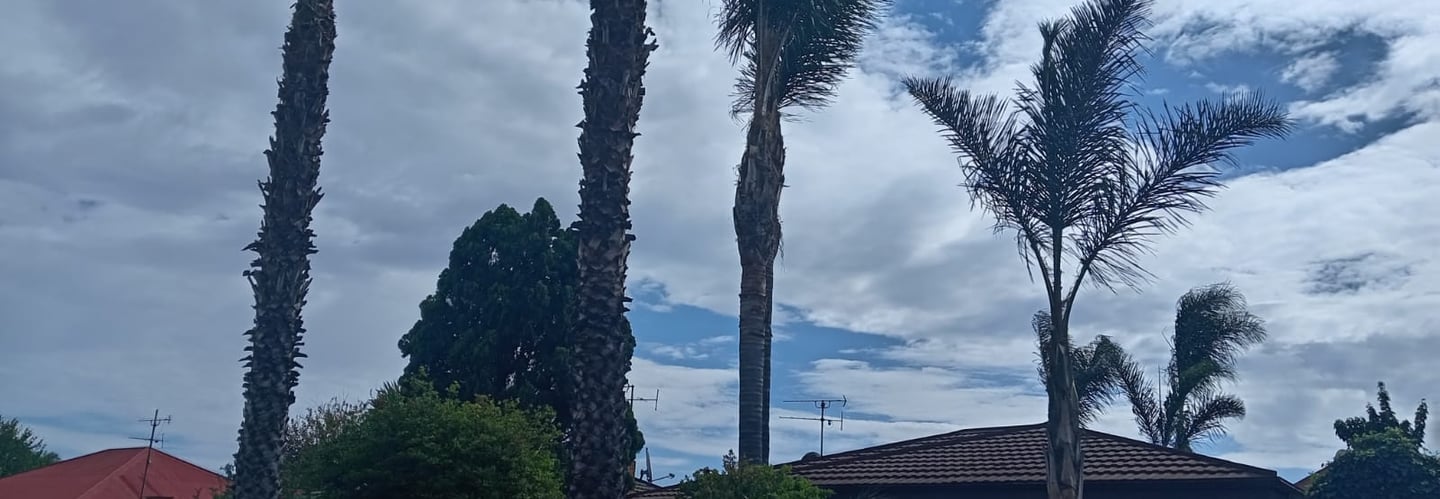 Palm tree, trimming and cleaning in East Rand, Gauteng