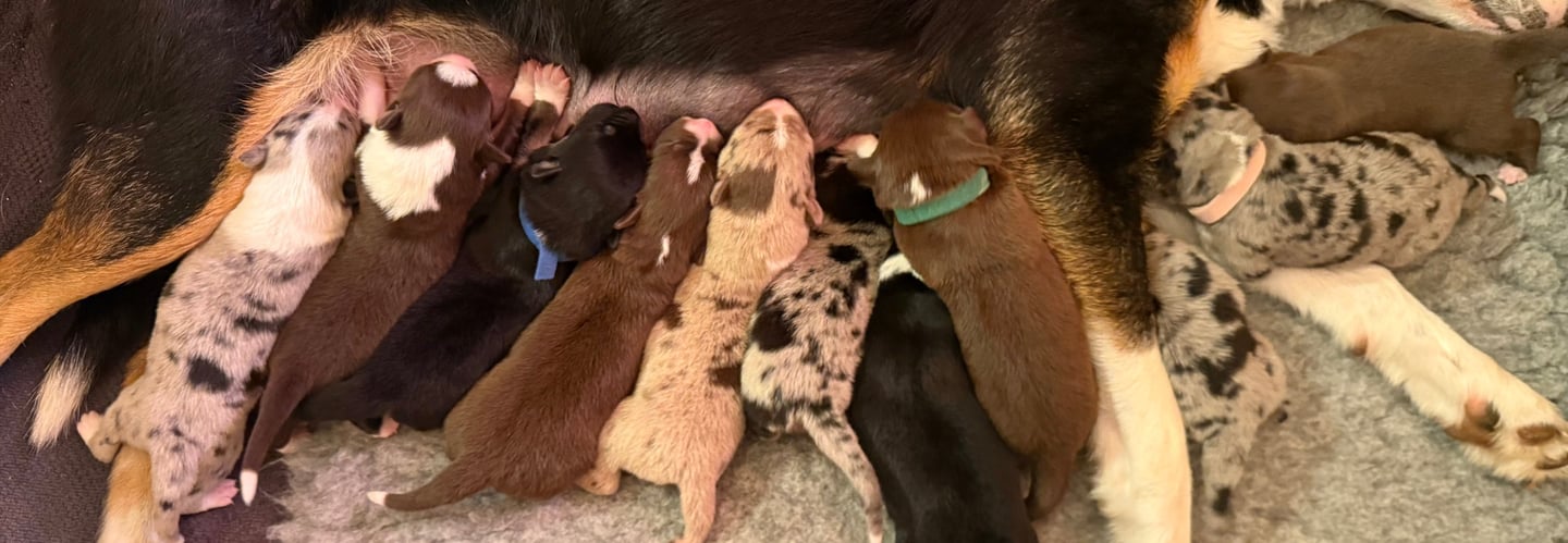 Border Collie puppies
