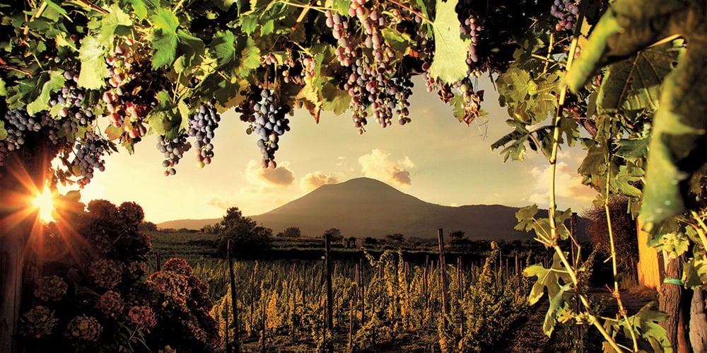 Vista panoramica dei vigneti della Cantina Sorrentino con il Vesuvio sullo sfondo