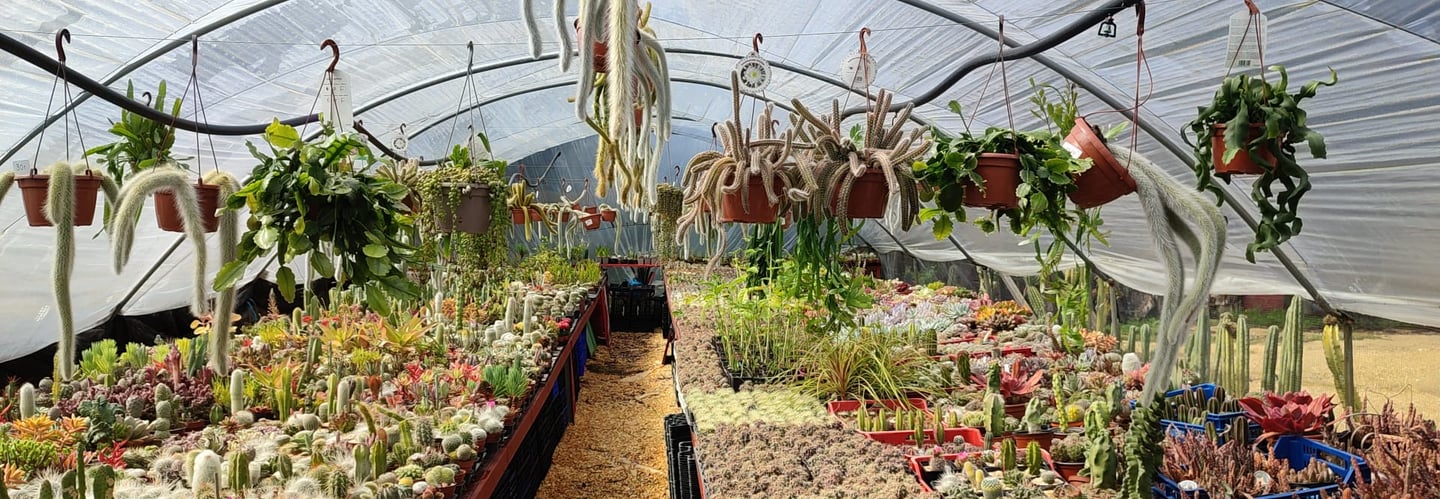 invernadero cactus las arenas