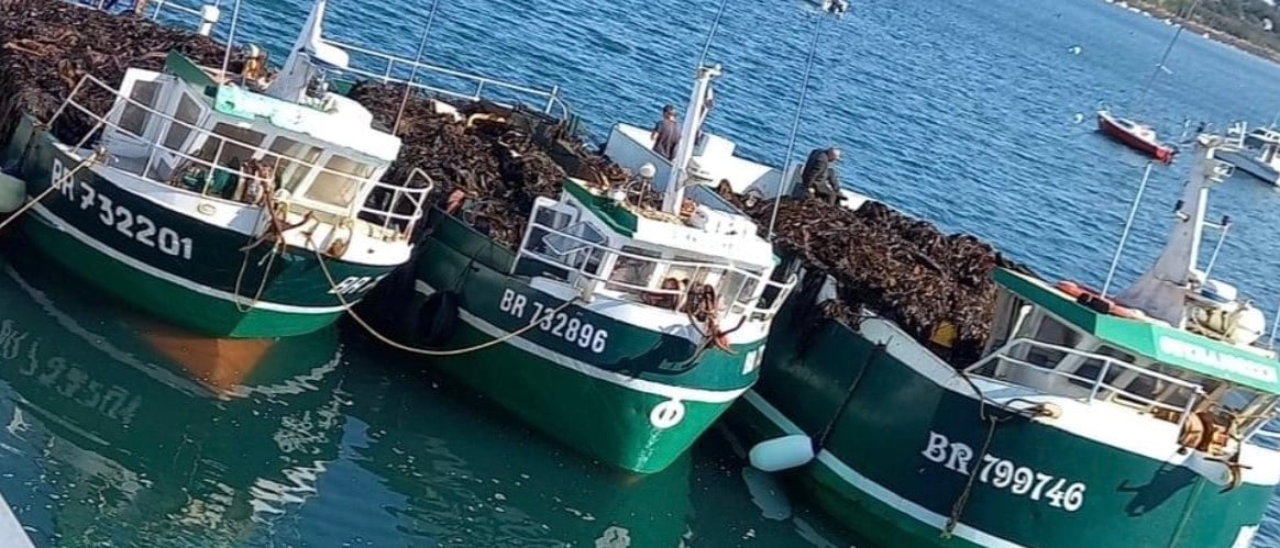 Three seaweed boats loaded with Laminaria hyperborea after the tide at Plouguerneau, Brittany
