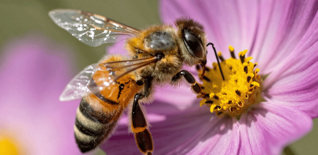 A serene bee-themed wellness cabin surrounded by soft honey-gold light and natural greenery.