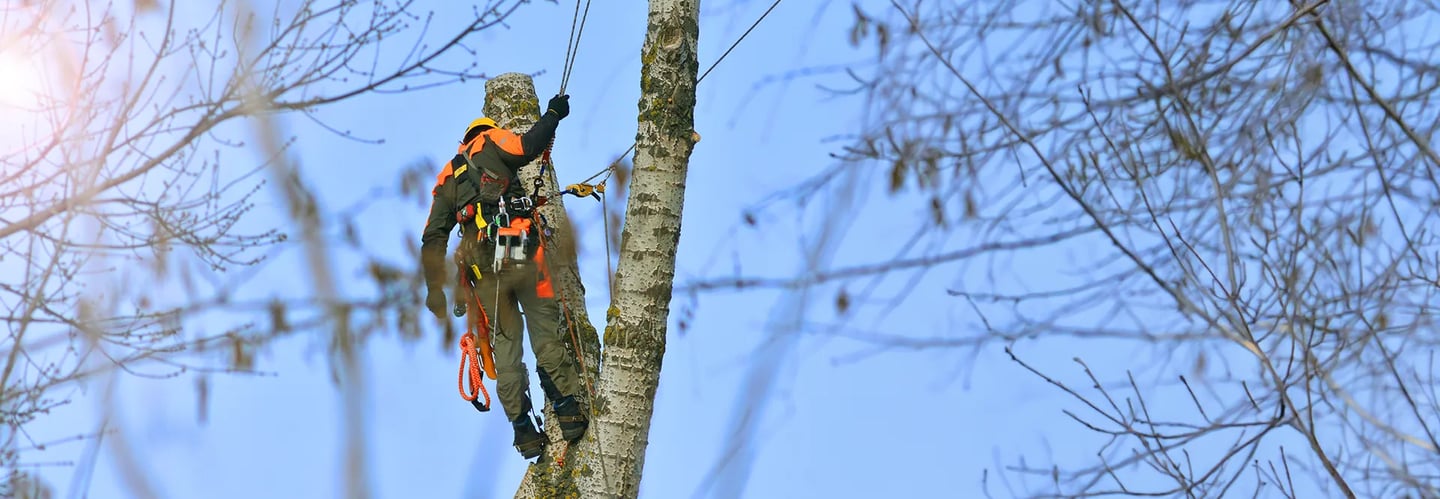 Owner Will Vanhoose and Tyler Arnold Safely climbing a tree on a removal job