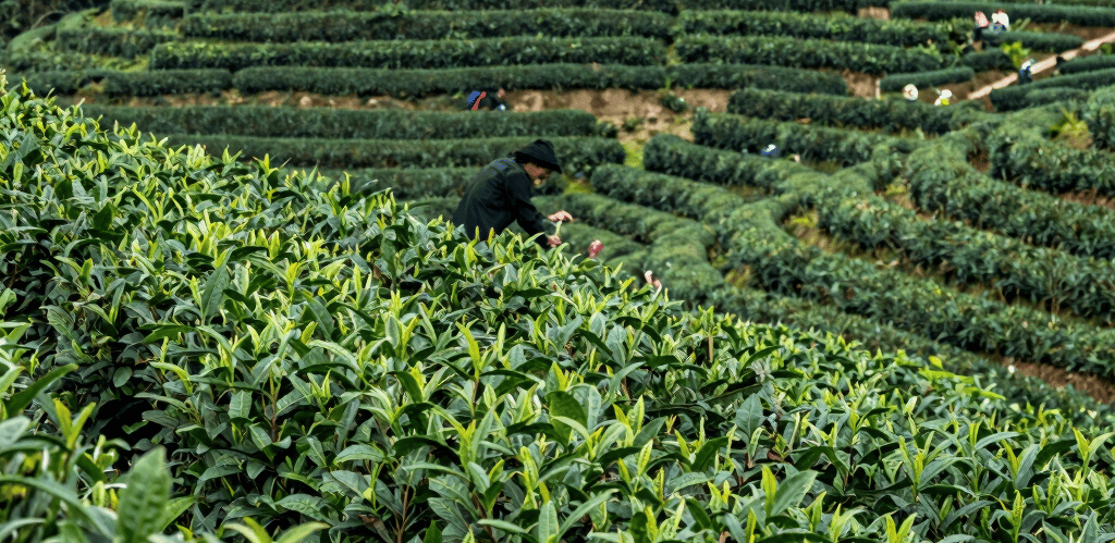 Edward exploring a vibrant Chinese tea market, surrounded by colorful tea leaves and traditional teapots.
