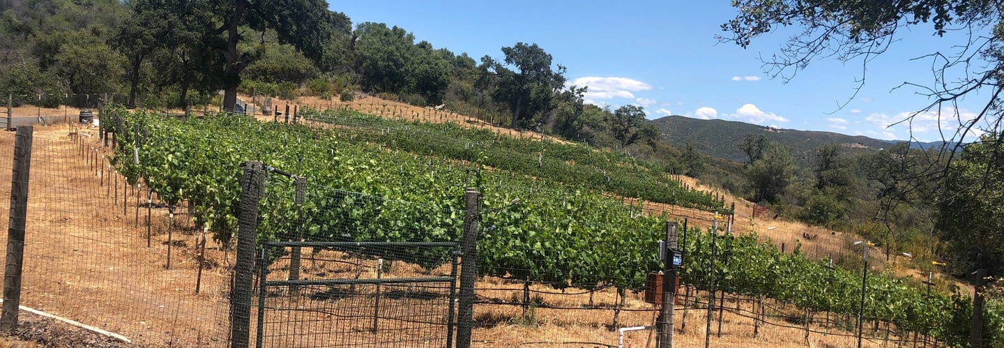 A vineyard on a hillside surrounded by trees and a fence.
