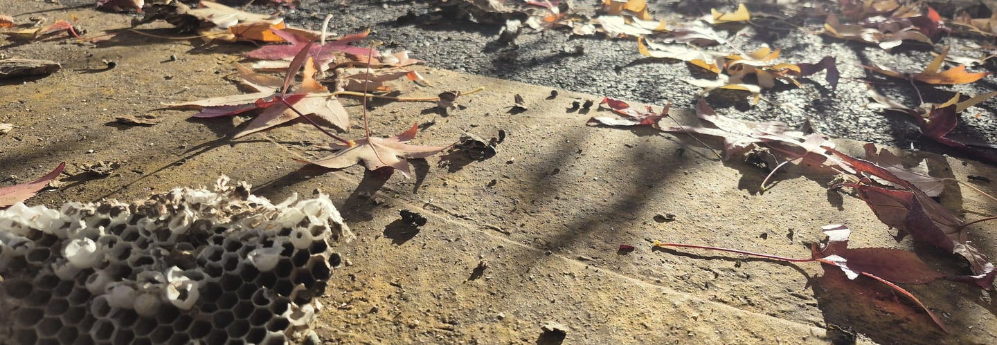 Nid de guêpes sous un toit, danger de piqûres
