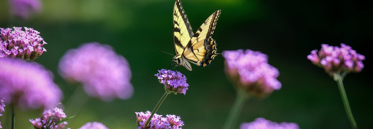 A butterfly landing on a purple Verbena Bonariensis flower in a wildlife garden