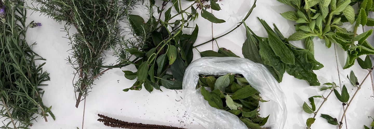plantas medicinais pindamonhangaba