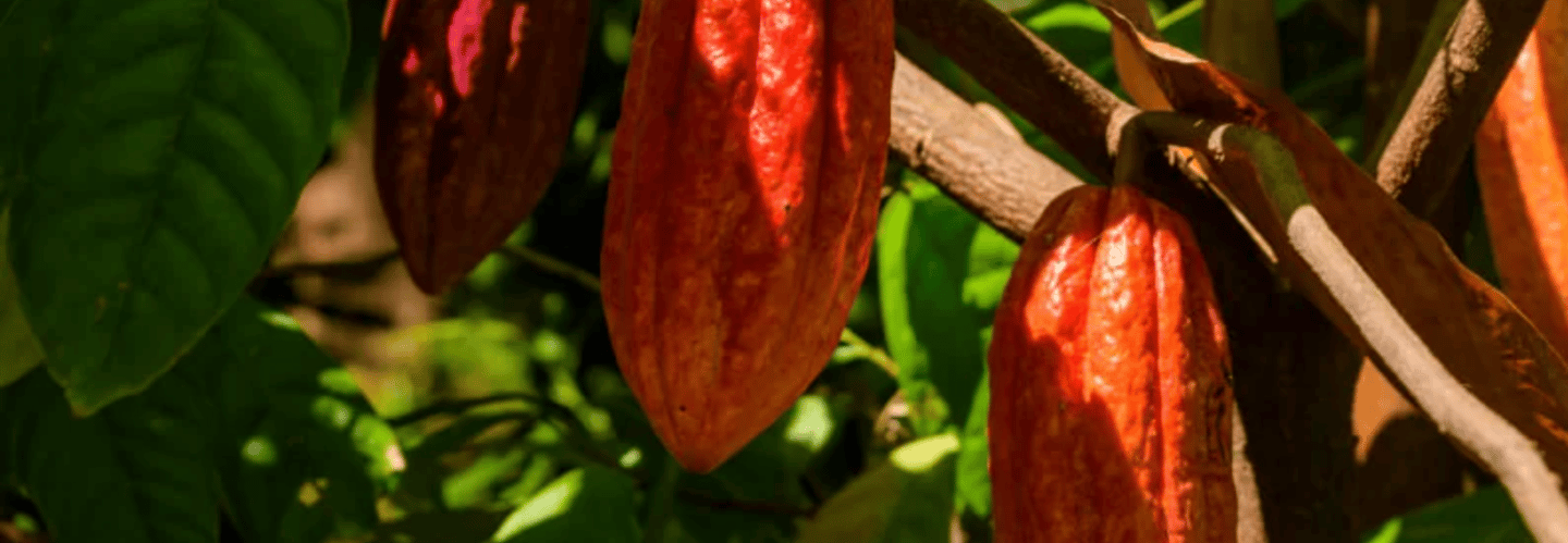 close-up of cacao pods growing in Costa Rica