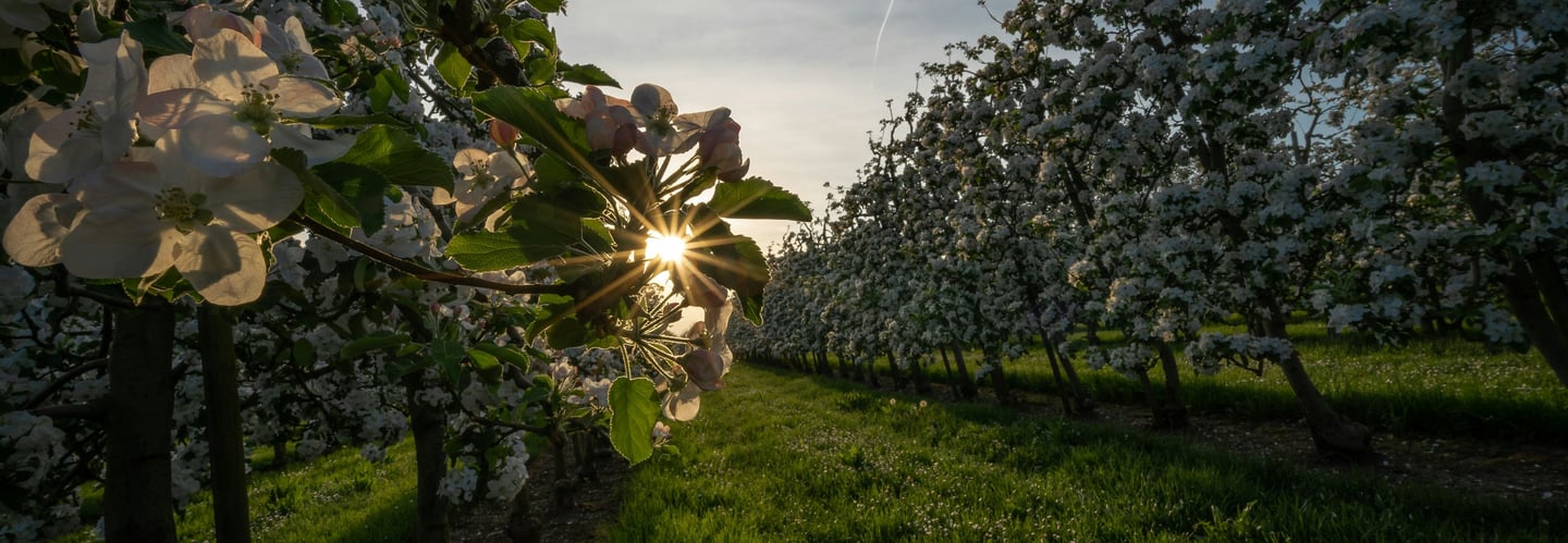 a tree in the middle of a field with a sun shining through the trees