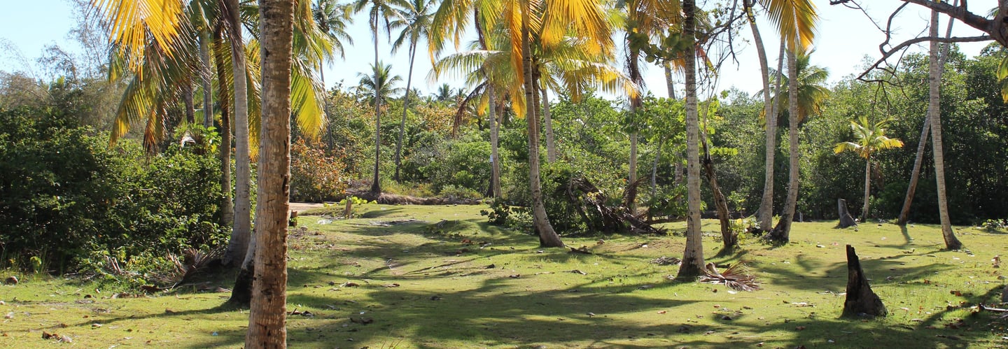 Sunny tropical landscape with vibrant green palm trees casting shadows on a grassy field, evoking a peaceful island getaway.