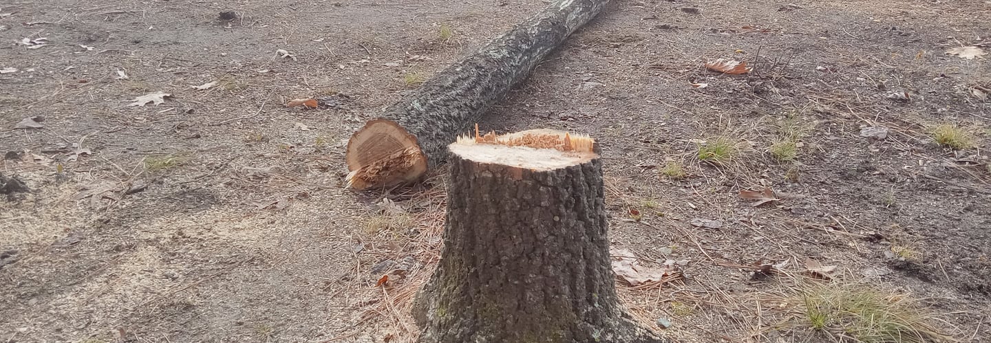 A freshly cut tree stump and felled trunk in a residential backyard with felling wedges nearby.