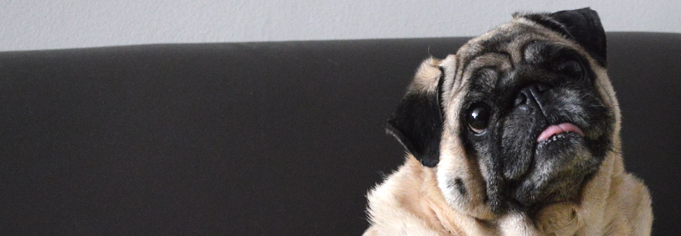 Uma cachorrinha pug com olhos de pidona