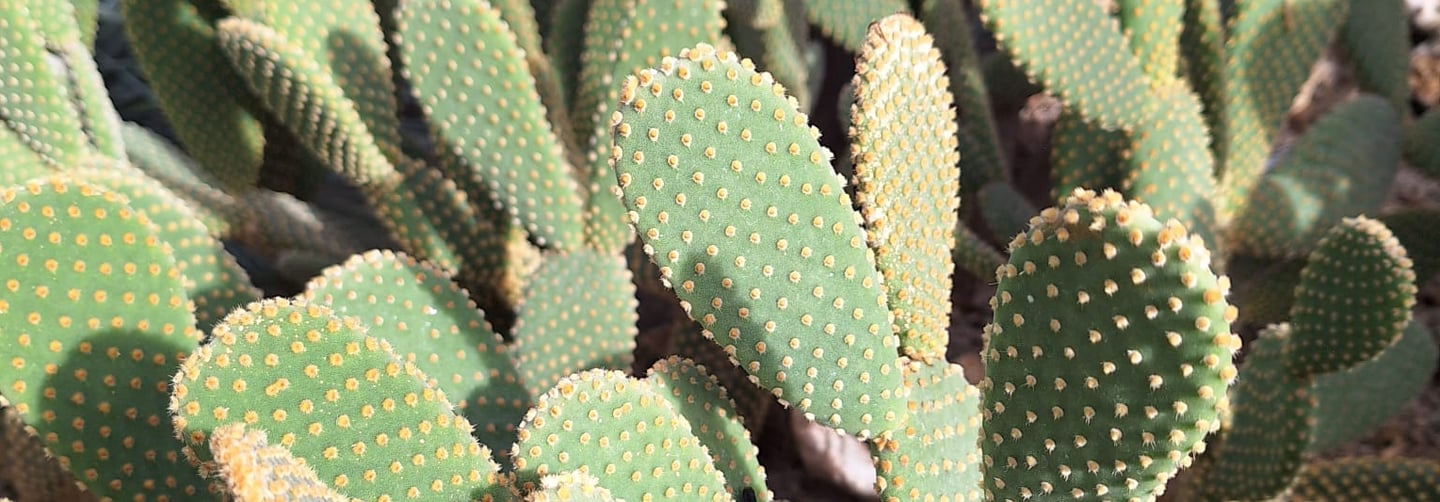 a number of green cactus plants