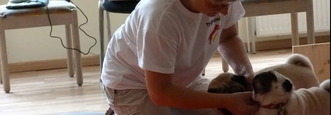 Tierheilpraktiker M.Sikorska mit zwei beigen Mopsen bei Vorführung 