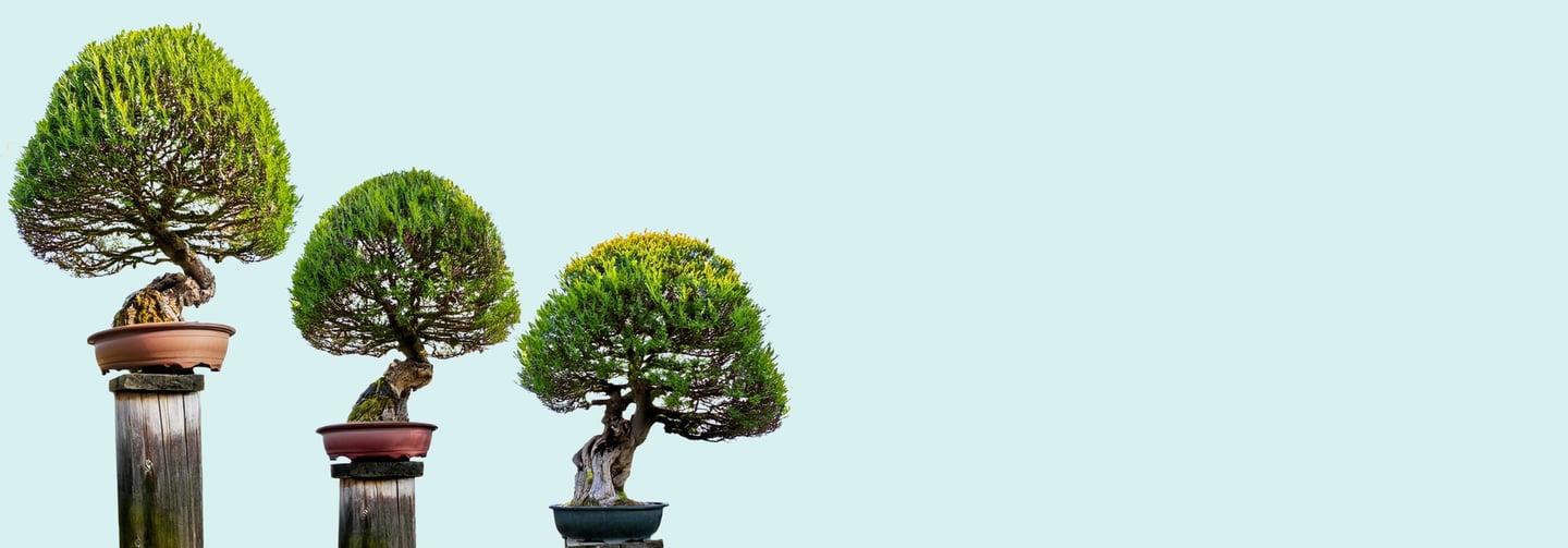 3 bonsai trees on posts