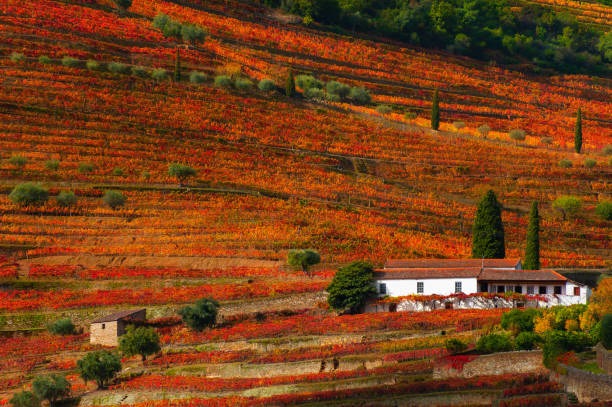 Autumn colours in the Douro Valley vineyards during harvest season